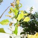 Campanula pyramidalis Цветок