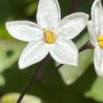Solanum laxum Flower