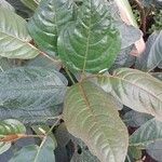 Piper borbonense Leaf