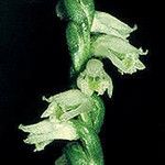 Spiranthes lacera Flower