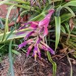 Billbergia vittata Flower