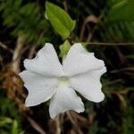 Thunbergia laevis ᱵᱟᱦᱟ