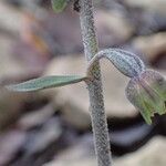 Epipactis microphylla Квітка