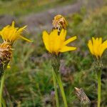 Leontodon incanus Flower