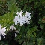 Jasminum grandiflorum Blüte