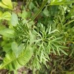 Delphinium carolinianum Leaf