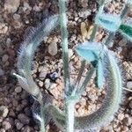 Astragalus eremophilus Fruit