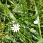 Stellaria graminea Blüte