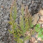Catapodium rigidum Flor