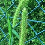 Setaria viridis Blüte