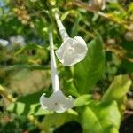 Nicotiana sylvestris Flower