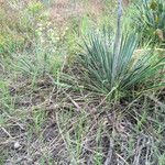 Mirabilis albida Habit