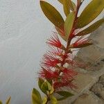 Melaleuca rugulosa Blomst