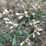 Baccharis obovata Blomst