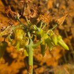 Cotyledon barbeyi 花