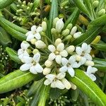 Pittosporum tobiraപുഷ്പം