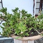 Sedum praealtum List