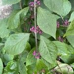 Callicarpa bodinieri Fruit