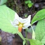 Solanum palitans