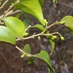 Agonandra macrocarpa Habit