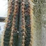 Pilosocereus leucocephalus Leaf