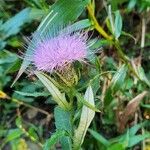 Cirsium altissimum Цветок