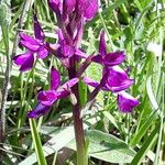 Anacamptis laxiflora Flower