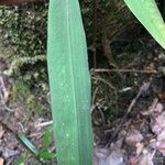 Maltebrunia leersioides Yaprak