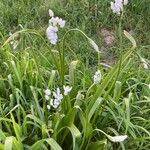 Allium neapolitanum Hábito