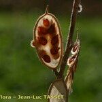 Fibigia clypeata Fruit