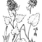 Phyteuma cordatum অন্যান্য