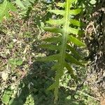 Sonchus canariensis Blatt