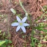 Ornithogalum umbellatumFlor