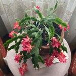Schlumbergera bridgesii Flor