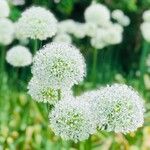 Allium stipitatum 花