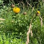 Centaurea macrocephala फूल