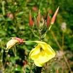 Oenothera stricta Кветка