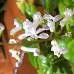 Plectranthus parviflorus Kvet