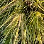 Hakonechloa macra Frunză