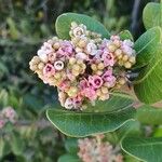 Rhus ovata Flower