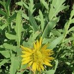 Silphium laciniatum Flower