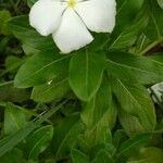Catharanthus roseus Flor