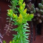 Sedum sexangulare Flor