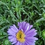 Symphyotrichum dumosum Flower