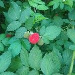 Rubus rosifolius ഫലം