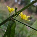 Lapsana communis Fiore