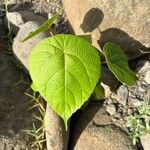 Macaranga indica Hoja