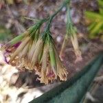 Dianthus rupicola Fruit