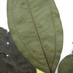 Miconia poeppigii Other