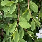 Exochorda racemosa Folha